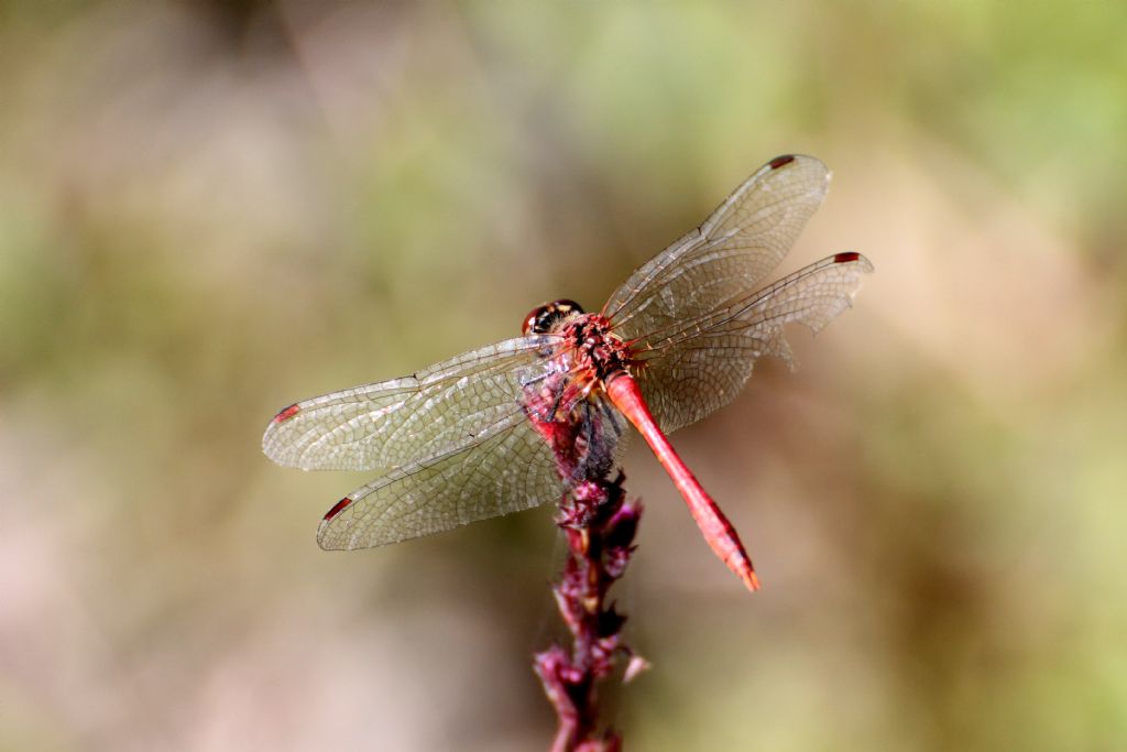 Sympetrum sanguineum?  S !